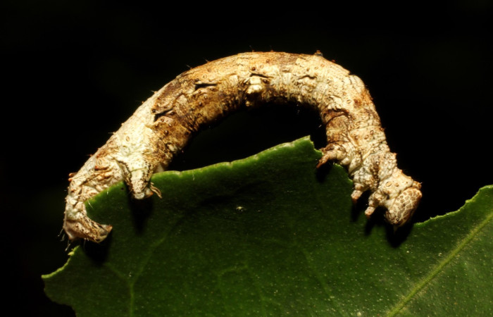 Figura 1. Larva <i>Thyrinteina arnobia</i>(Geometridae), color crema con patrones color café, posición lateral, último estadio, mide 34 mm aproximadamente. Planta hospedera <i>Citrus sinensis</i> (introduced). Voucher: 19-SRNP-65492-DHJ772429.JPG.