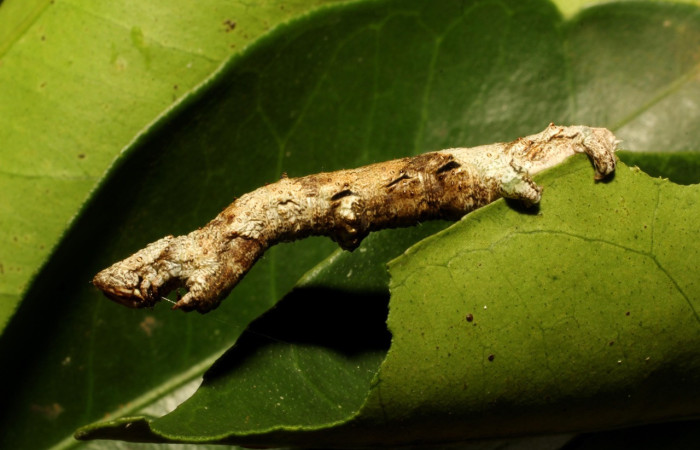 Figura 10. Larva <i>Thyrinteina arnobia</i>(Geometridae), posición lateral, último estadio, mide 34 mm aproximadamente. Planta hospedera <i>Citrus sinensis</i> (introduced). Voucher: 19-SRNP-65492-DHJ772424.jpg.