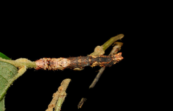 Figura 11. Larva <i>Thyrinteina arnobia</i>(Geometridae),posición dorsal, último estadio, mide 36 mm aproximadamente. Planta hospedera <i>Citrus sinensis</i> (introduced). Voucher: 06-SRNP-57951-DHJ480123.jpg.