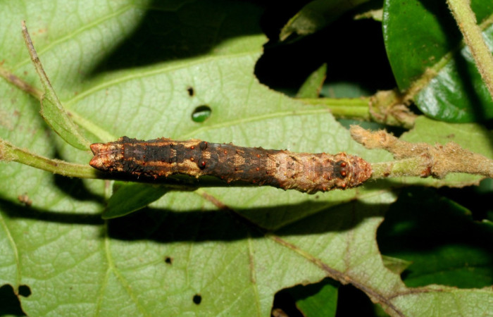 Figura 12. Larva <i>Thyrinteina arnobia</i>(Geometridae),posición dorsal, último estadio, mide 36 mm aproximadamente. Planta hospedera <i>Citrus sinensis</i> (introduced). Voucher: 06-SRNP-57951-DHJ480128.jpg.