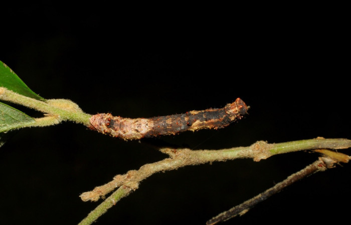 Figura 13. Larva <i>Thyrinteina arnobia</i>(Geometridae),posición dorsal, último estadio, mide 36 mm aproximadamente. Planta hospedera <i>Citrus sinensis</i> (introduced). Voucher: 06-SRNP-57951-DHJ480125.jpg.