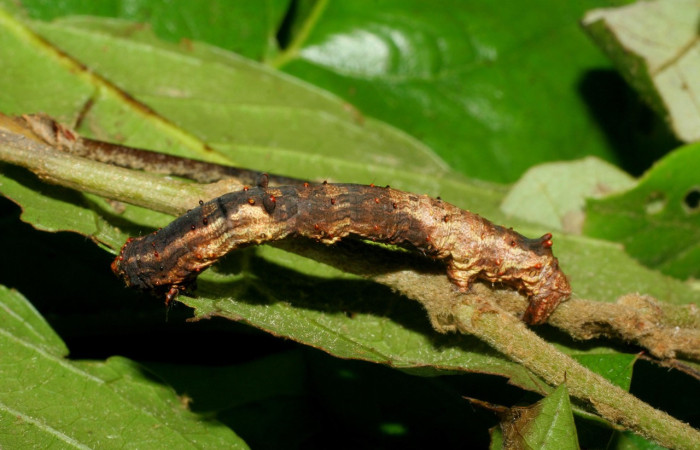 Figura 14. Larva <i>Thyrinteina arnobia</i>(Geometridae),posición dorsal, último estadio, mide 36 mm aproximadamente. Planta hospedera <i>Citrus sinensis</i> (introduced). Voucher: 06-SRNP-57951-DHJ480134.jpg.