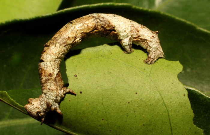 Figura 17. Larva <i>Thyrinteina arnobia</i>(Geometridae), posición lateral, último estadio, mide 36 mm aproximadamente. Planta hospedera <i>Citrus sinensis</i> (introduced). Voucher: 19-SRNP-65492-DHJ772433.JPG.