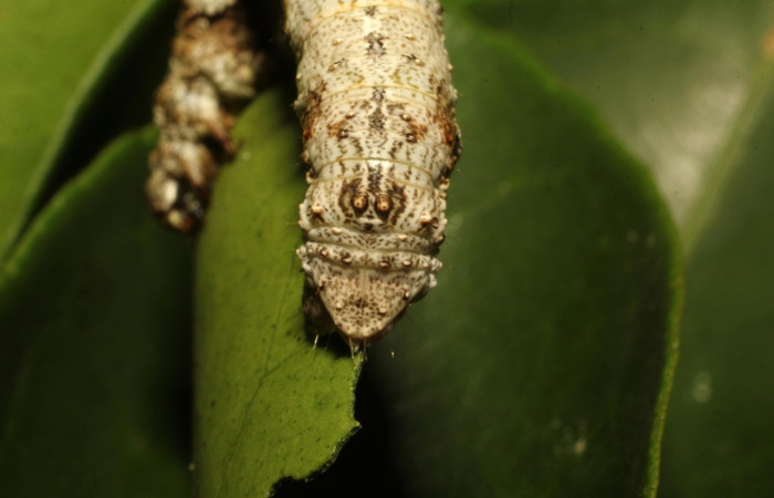 Figura 18. Larva <i>Thyrinteina arnobia</i>(Geometridae), posición tracera, último estadio, mide 36 mm aproximadamente. Planta hospedera <i>Citrus sinensis</i> (introduced). Voucher: 19-SRNP-65492-DHJ772435.JPG.