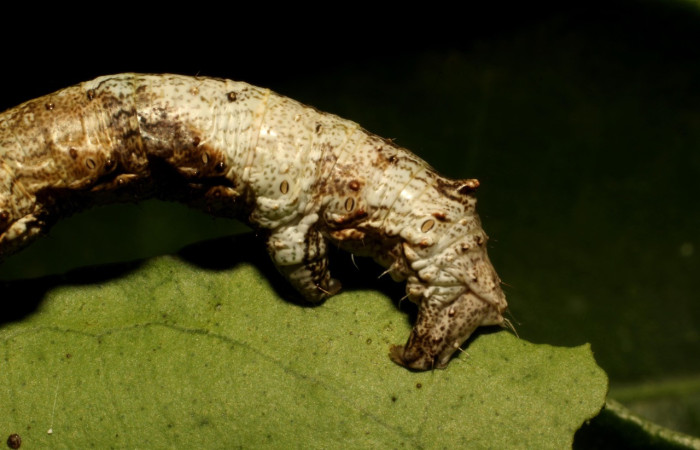Figura 19. Larva <i>Thyrinteina arnobia</i>(Geometridae), posición tracera, último estadio, mide 36 mm aproximadamente. Planta hospedera <i>Citrus sinensis</i> (introduced). Voucher: 19-SRNP-65492-DHJ772434.JPG.
