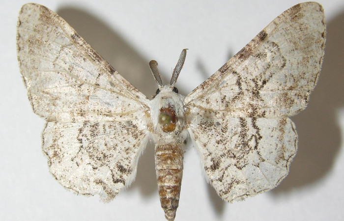 Figura 21. Adulto <i>Thyrinteina arnobia</i>(Geometridae), posición dorsal, mide 34 mm aproximadamente. Planta hospedera <i>Citrus sinensis</i> (introduced). Voucher: 10-SRNP-13143-DHJ541188.