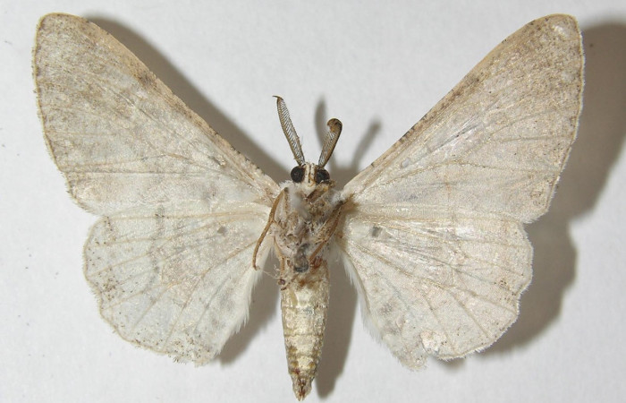 Figura 22. Adulto <i>Thyrinteina arnobia</i>(Geometridae), posición ventral, mide 34 mm aproximadamente. Planta hospedera <i>Citrus sinensis</i> (introduced). Voucher: 10-SRNP-13143-DHJ541189.