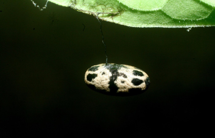Figura 23. Capullo de parásito <i>Charops</i> Janzen03 (Ichneumonidae) color blanco con manchas negras. Voucher: 09-SRNP-31793-DHJ455183.jpg.
