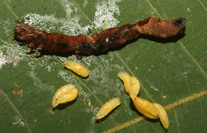 Figura 24. Larva muerta y larvas de parásito <i>Siphona</i> Janzen55 (Tachinidae) color crema. Voucher: 13-SRNP-71264-DHJ702776.jpg.