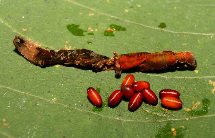 Figura 25. Puparios de parásito sin eclosionar <i>Siphona</i> Janzen55 (Tachinidae) color crem. aVoucher: 13-SRNP-71264-DHJ702778.