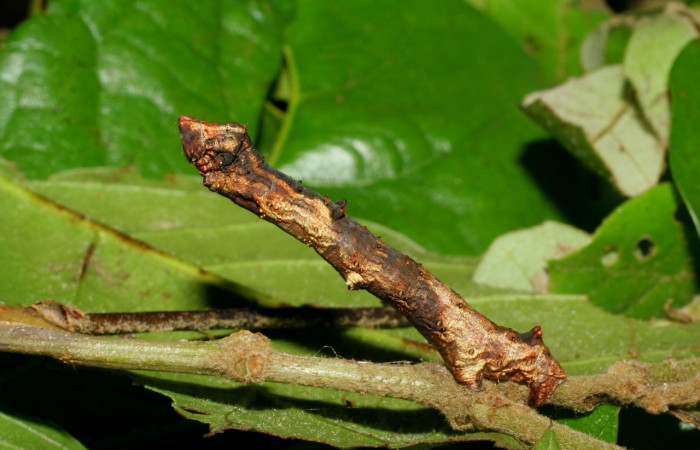 Figura 8. Larva <i>Thyrinteina arnobia</i>(Geometridae), posición lateral, último estadio, mide 34 mm aproximadamente. Planta hospedera <i>Citrus sinensis</i> (introduced). Voucher: 06-SRNP-57951-DHJ480135.jpg