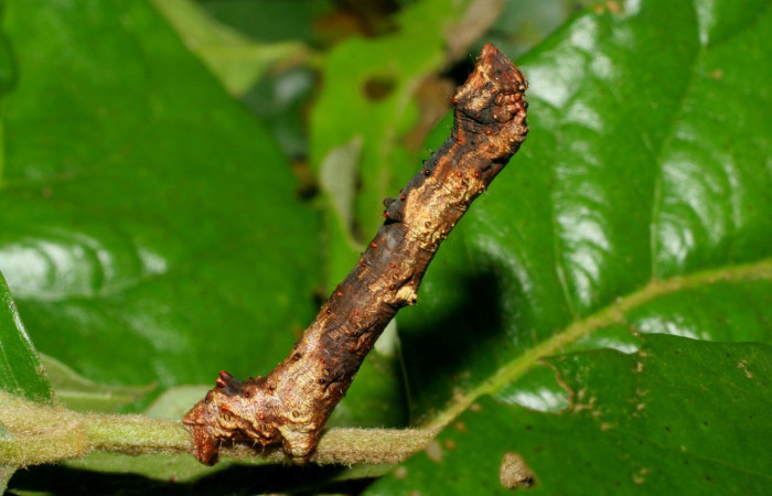 Figura 9. Larva <i>Thyrinteina arnobia</i>(Geometridae), posición lateral, último estadio, mide 34 mm aproximadamente. Planta hospedera <i>Citrus sinensis</i> (introduced). Voucher: 06-SRNP-57951-DHJ480119.jpg.
