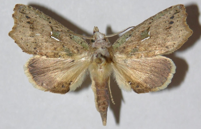 Figura 10. Adulto <i>Euxoga argentilinea</i> (Notodontidae), hembra, posición dorsal. Área de Conservación Guanacaste, Sector Santa Rosa. 02-SRNP-4286- DHJ310494.