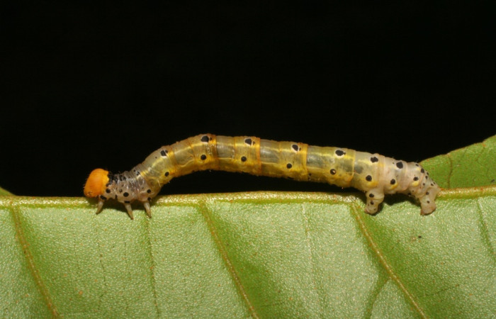 Fig 3. Larva <i>Hyalostenele</i> lutescensDHJ02, en ultimo estadio, mide 30 mm de largo.Voucher 05-SRNP-33044-DHJ405263.jpg