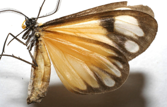 Fig 11. Adulto <i>Hyalostenele</i> lutescensDHJ02. vista lateral. Voucher 06-SRNP-101457-DHJ601457.jpg