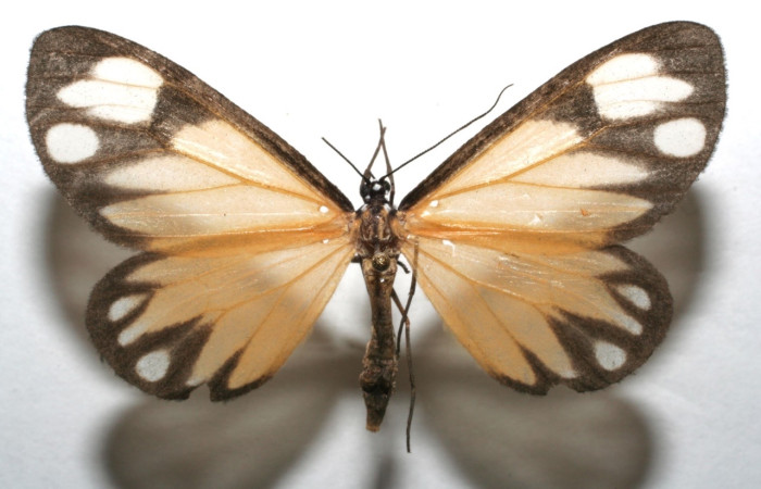 Fig 8. Adulto <i>Hyalostenele</i> lutescensDHJ02. vista dorsal, en alas abiertas mide 49 mm.Voucher 06-SRNP-103244-DHJ603244.jpg