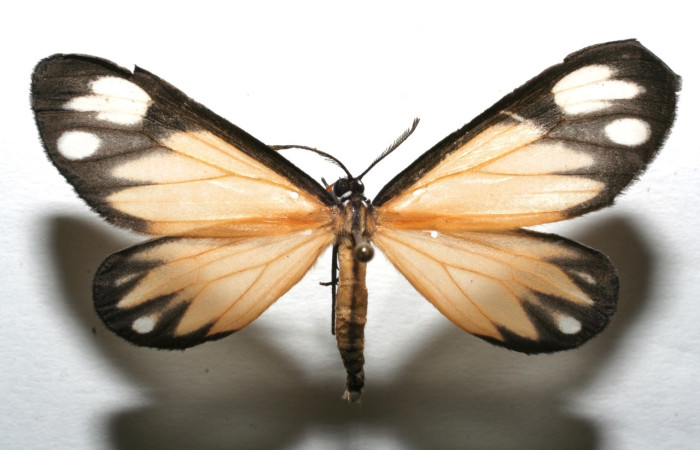 Fig 14. Adulto <i>Hyalostenele lutescens</i>, vista dorsal, en alas abiertas mide 43 mm Voucher 06-SRNP-103315-DHJ603315.jpg