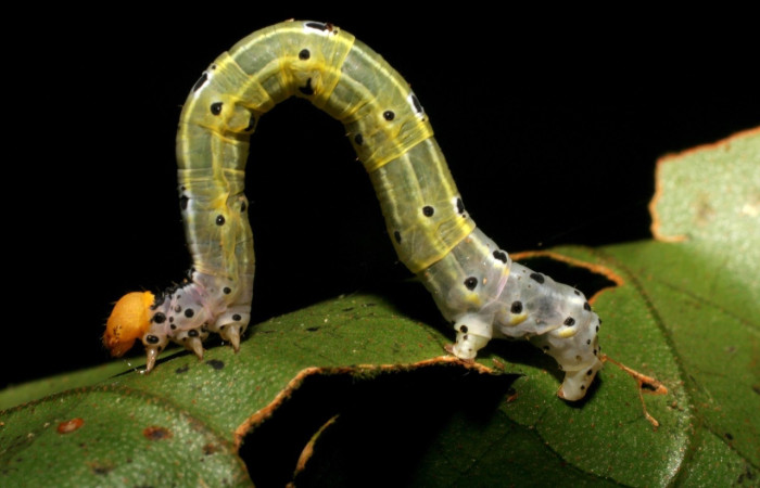 Fig 4. Larva <i>Hyalostenele</i> lutescensDHJ02, en ultimo estadio, mide 30 mm de largo. Voucher 06-SRNP-41996-DHJ416895.jpg