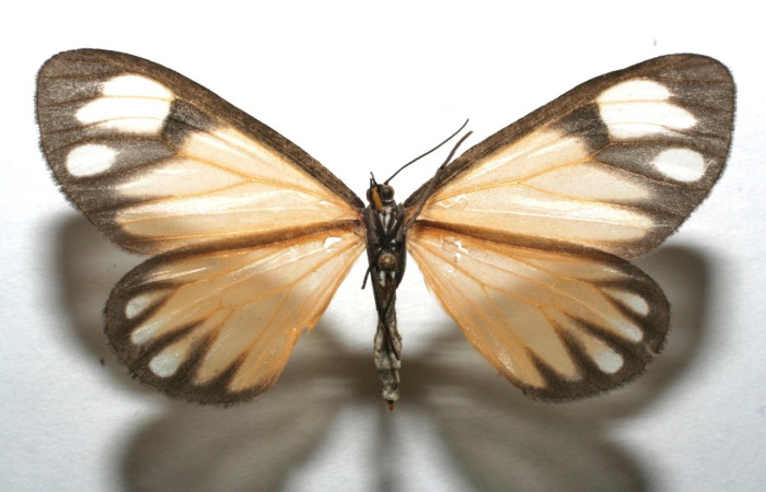 Fig 9. Adulto <i>Hyalostenele</i> lutescensDHJ02. vista dorsal, en alas abiertas mide 50 mm. Voucher 07-SRNP-100119-DHJ610083.jpg