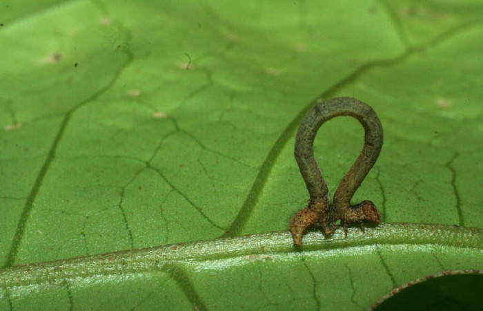 Fig 2. Larva <i>Hyalostenele</i> lutescensDHJ02, en penúltimo estadio, mide 16 mm. Voucher 09-SRNP-70942-DHJ457579.jpg