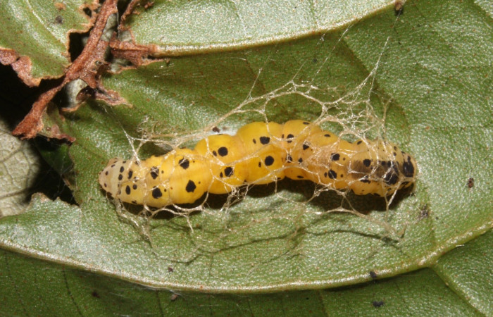 Fig. 15. Prepupa <i>Hyalostenele lutescens</i>, vista dorsal entero, mide 19 mm de largo. Voucher 17-SRNP-31955-DHJ739984.jpg