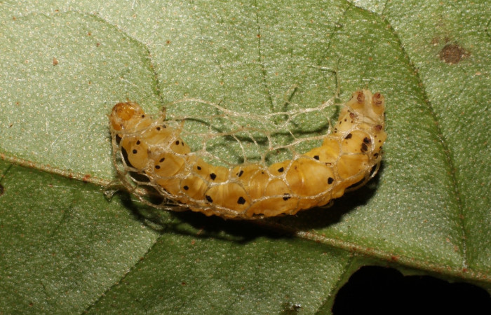 Fig 7. Prepupa <i>Hyalostenele</i> lutescensDHJ02. Foto tomada en Estación Biológica Los Almendros. Voucher 19-SRNP-20648-DHJ757342.jpg.