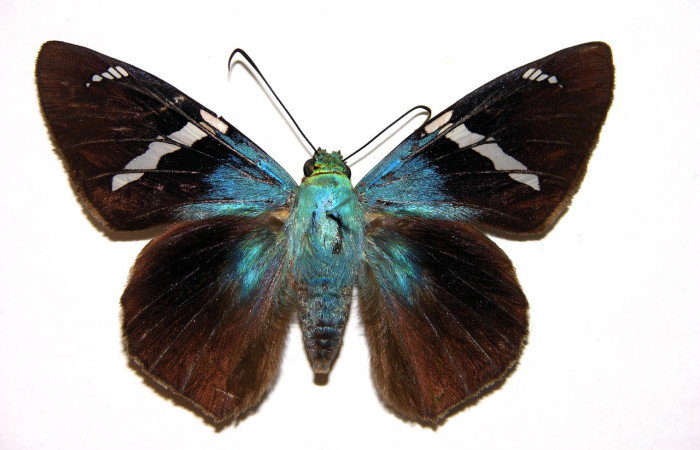 Figura 22. Adulto, de <i>Telegonus fruticibus</i> (Hesperiidae).vista ventral Voucher 01-SRNP-2604-DHJ92720.