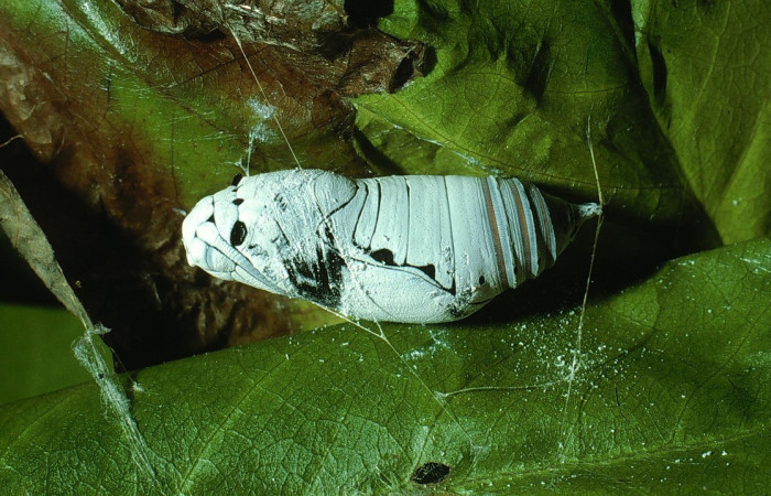 Figura 18. Pupa, de la larva, <i>Telegonus fruticibus</i> (Hesperiidae).vista lateral Voucher 03- SRNP-14687-DHJ76419.