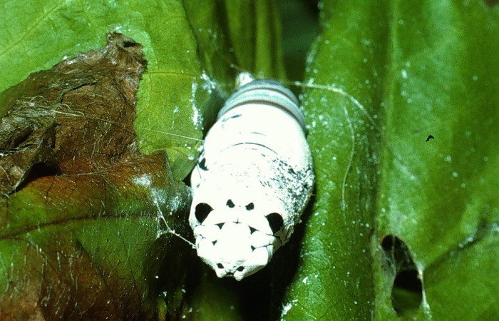 Figura 19. Pupa, de la larva, <i>Telegonus fruticibus</i> (Hesperiidae).vista frontal Voucher 03- SRNP-14687-DHJ76420.