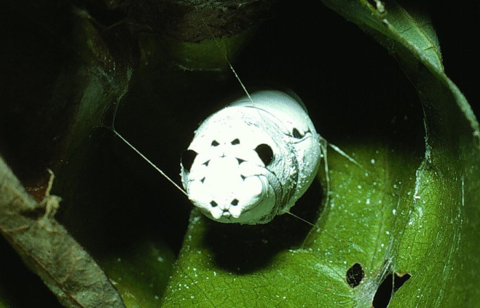 Figura 21. Pupa, de la larva, <i>Telegonus fruticibus</i> (Hesperiidae).vista de frontal sostenida por seda. Voucher 03-SRNP-14687-DHJ76432.