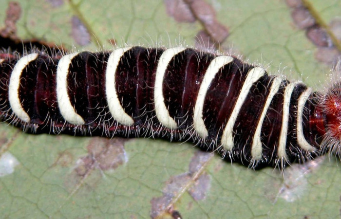 Figura 10. de, <i>Telegonus fruticibus</i> (Hesperiidae).U estadio Vista dorsal. Voucher. 03- SRNP-3011-DHJ400129.