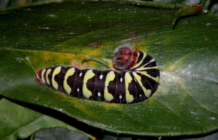 Figura 9. de, <i>Telegonus fruticibus</i> (Hesperiidae).PU estadio Vista dorsal. Voucher. 03- SRNP-30304-DHJ401361