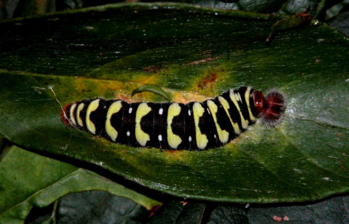 Figura 8. de, <i>Telegonus fruticibus</i> (Hesperiidae).PU estadio Vista dorsal. Voucher. 03- SRNP-30304-DHJ401362