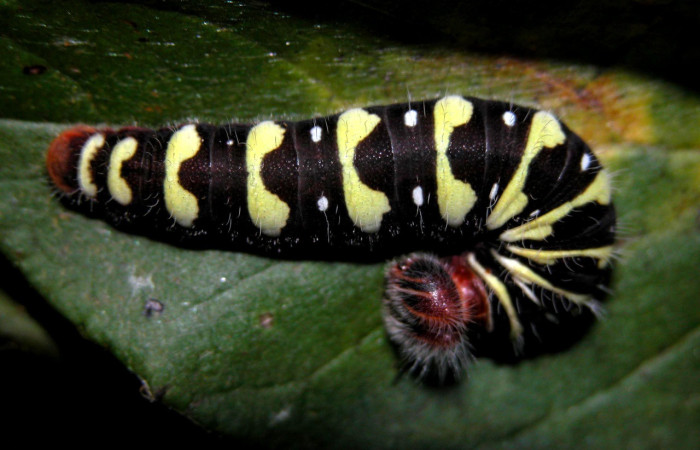 Figura 7. de, <i>Telegonus fruticibus</i> (Hesperiidae).PU Vista dorsal. Voucher. 03- SRNP-30304-DHJ401366.