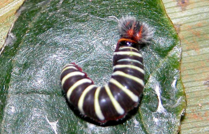 Figura 11. de, <i>Telegonus fruticibus</i> (Hesperiidae).U estadio Vista dorsal. Voucher. 03- SRNP-3144-DHJ400194.