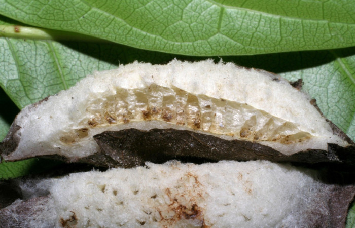 Figura 17. Pequeños capullos de Apanteles muy apretados bajo una tela común; La tela tenía una dimensión de 31 mm de largo. Parásito en larva <i>Telegonus fruticibus</i> (Hesperiidae). Voucher.04- SRNP-48690-DHJ401907.