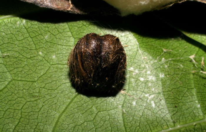 Figura 14. Parásitos en la larva, <i>Telegonus fruticibus</i> (Hesperiidae).Capullo de la familia Braconidae, parásito en larva Vista.restos de la cabeza, Voucher.04-SRNP-48690-DHJ401910.