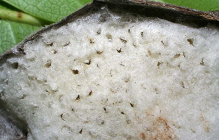 Figura 16. Pequeños capullos de Apanteles muy apretados bajo una tela común; La tela tenía una dimensión de 31 mm de largo. Parásito en larva <i>Telegonus fruticibus</i> (Hesperiidae). Voucher.04- SRNP-48690-DHJ401911.