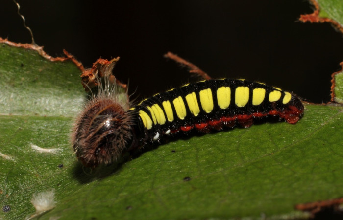 Figura 2. de, <i>Telegonus fruticibus</i> (Hesperiidae).PPU estadio Vista lateral. Voucher. 12- SRNP-35292-DHJ498803.