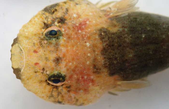 Fig.2.19-BMACGFJJ-00134-ACG7220246<i>    Gobiesox daedaleus</i>