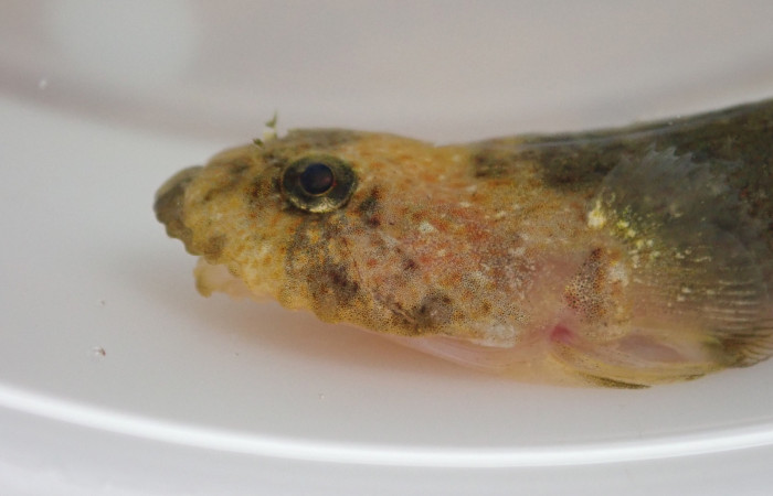 Fig.3419-BMACGFJJ-00134-ACG7220265<i>Gobiesox daedaleus</i>