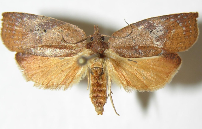 Figura 3. Adulto de <i>Amorbia revolutana</i> (hembra), vista dorsal. (05-SRNP-41095-DHJ341616).