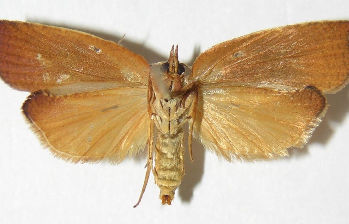 Figura 4. Adulto de <i>Amorbia revolutana</i> (hembra), vista ventral. (05-SRNP-41095-DHJ341617).