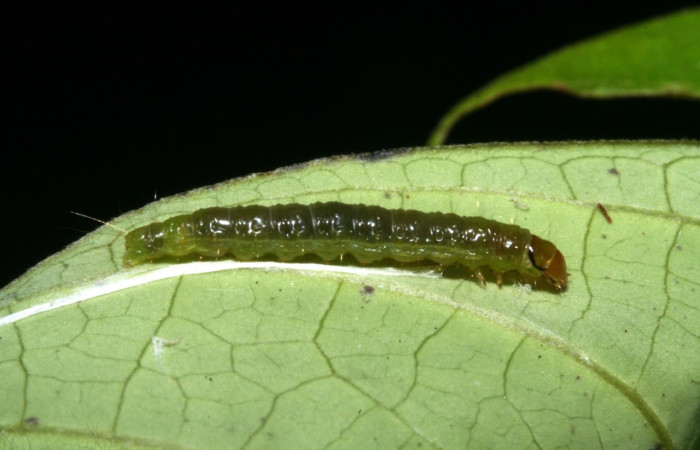 Figura 6. Larva <i>Amorbia revolutana</i>, Tortricidae, vista lateral. (10-SRNP-41928-DHJ472986).