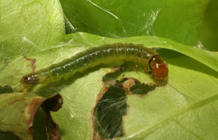 Figura 8. Larva <i>Amorbia revolutana</i>, Tortricidae, vista dorsal. (12-SRNP-65391-DHJ487907).