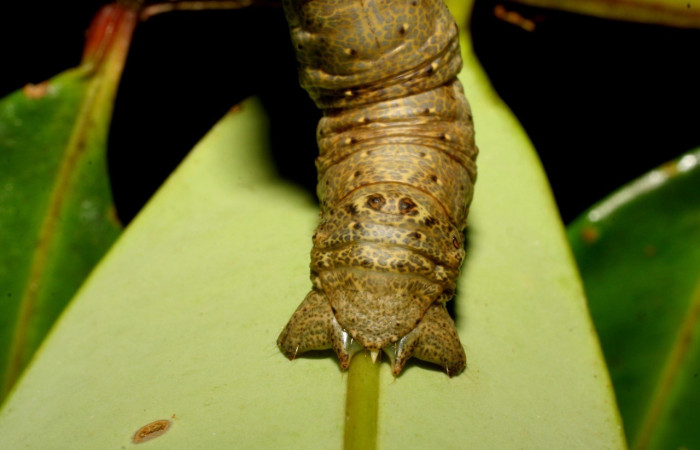  Cola en posición dorsal de <i>Oxydia apidania</i>(Geometridae), U estadio. Sector Pitilla, Pasmompa. Voucher 07-SRNP-32560-DHJ421630.jpg.