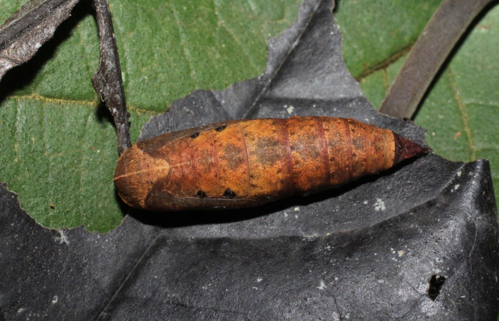  Pupa en posición dorsal de <i>Oxydia apidania</i>(Geometridae). Sector Del Oro, Tangelo. Voucher 18-SRNP-20593-DHJ711596.jpg.