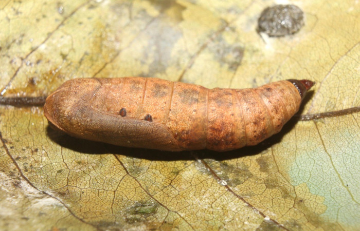  Pupa en posición lateral de <i>Oxydia apidania</i>(Geometridae). Sector Pitilla, Medrano. Voucher 17-SRNP-70785-DHJ737222.jpg.