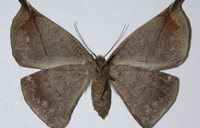  Adulto en posición ventral de <i>Oxydia apidania</i> (Geometridae). Sector Del Oro, Rió Chon. Voucher.03-SRNP-17376-DHJ324787.