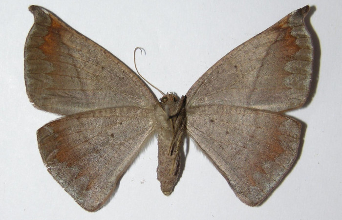  Adulto en posición ventral de <i>Oxydia apidania clarata</i> (Geometridae). Sector Santa Rosa, Bosque Húmedo. Voucher.95-SRNP-11185-DHJ325633.